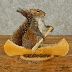 Canoe Squirrel Novelty Mount For Sale #16306 @ The Taxidermy Store