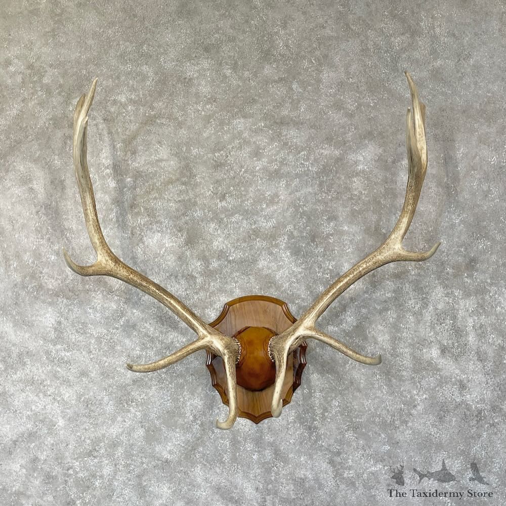 Rocky Mountain Elk Plaque Mount For Sale #28309 @ The Taxidermy Store