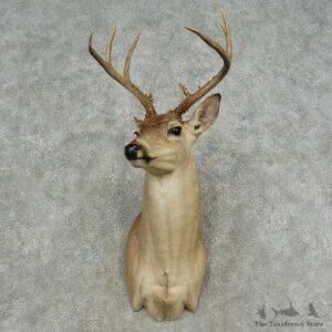 Whitetail Deer Shoulder Mount For Sale #16714 @ The Taxidermy Store
