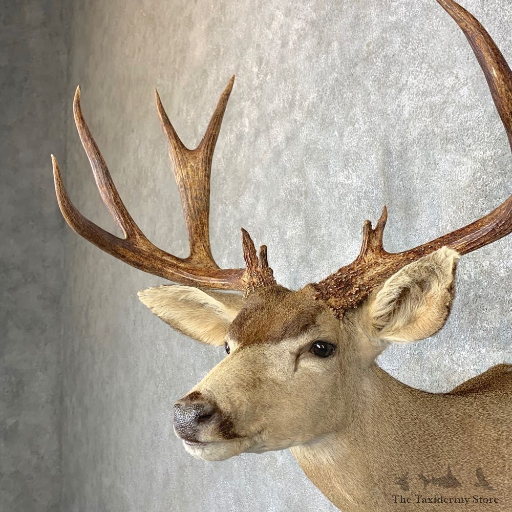 Sonora Desert Mule Deer Shoulder Mount For Sale #23800 @ The Taxidermy Store