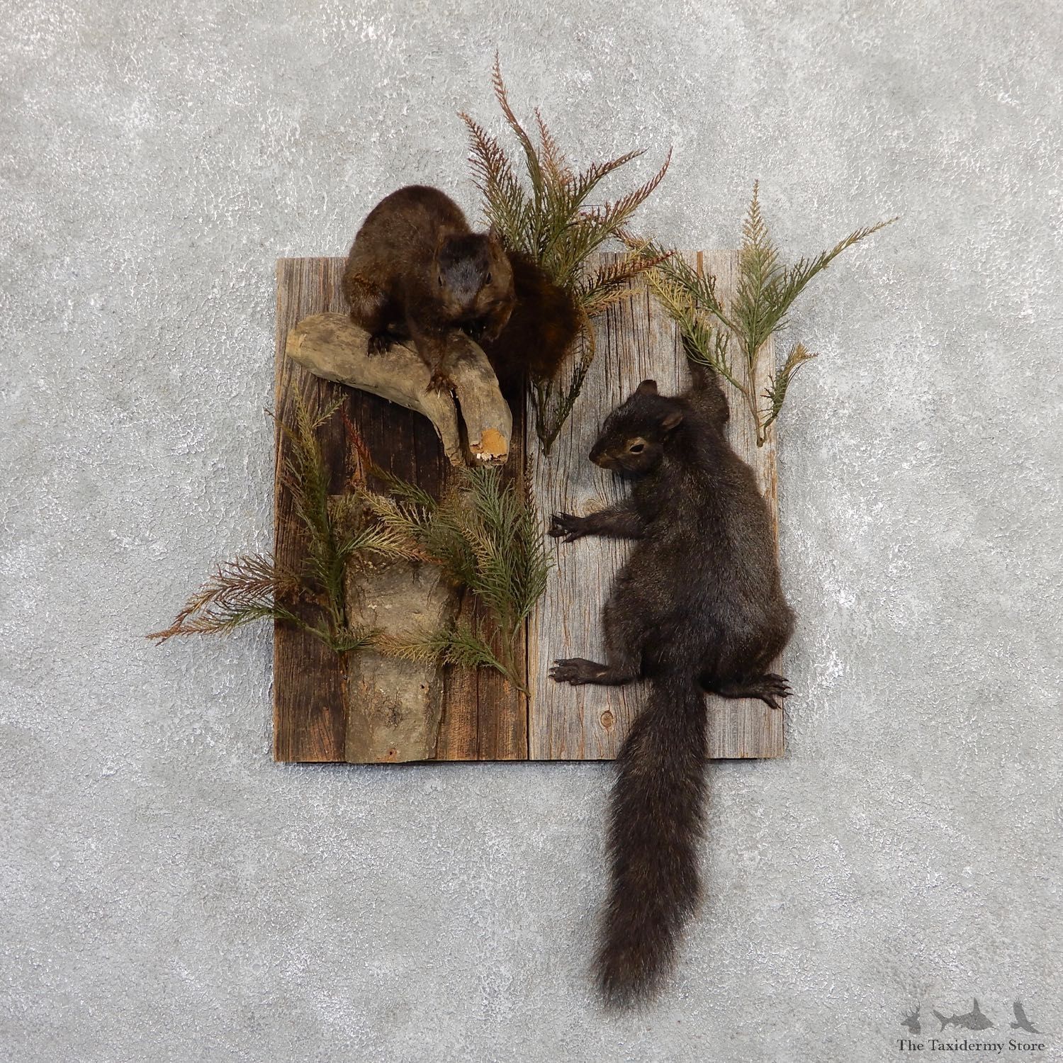 Captain's Classic Black Squirrel Display Taxidermy Mount #19814 For Sale @ The Taxidermy Store