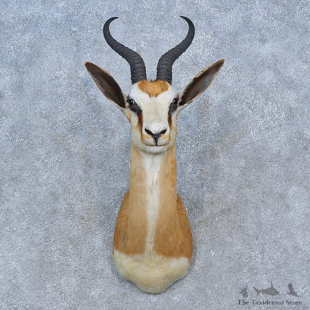 African Springbok Shoulder Mount For Sale #15290 @ The Taxidermy Store