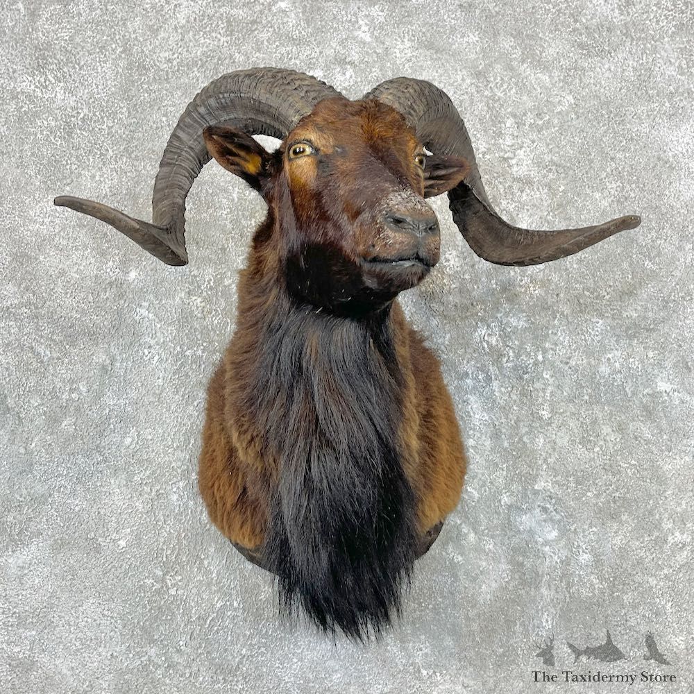 Black Corsican Ram Shoulder Mount For Sale #26939 @ The Taxidermy Store