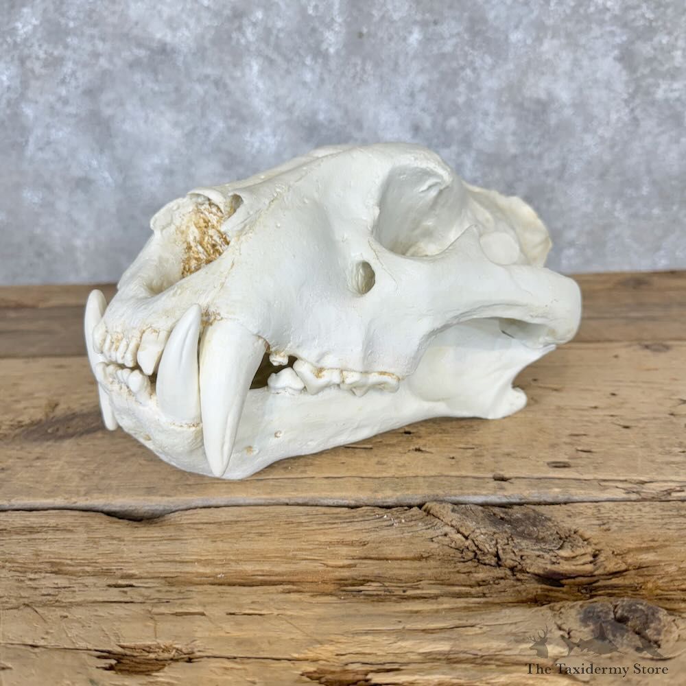 Reproduction Bengal Tiger Full Skull For Sale #29117 @ The Taxidermy Store