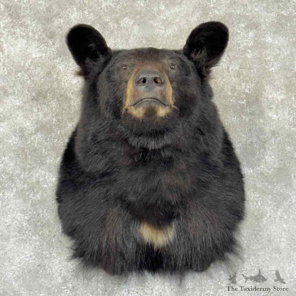 Black Bear Shoulder Mount For Sale #30867 @ The Taxidermy Store