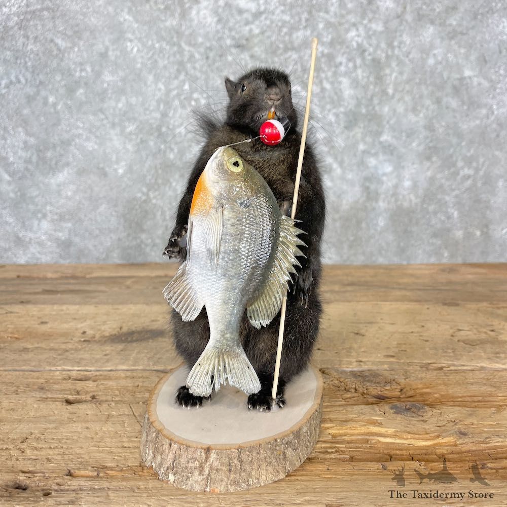 Fishing Black Squirrel Novelty Mount For Sale #27019 @ The Taxidermy Store