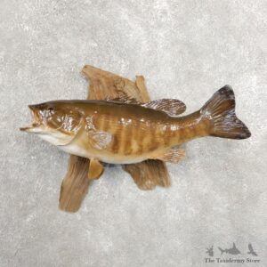 Smallmouth Bass Fish Mount For Sale #20906 @ The Taxidermy Store