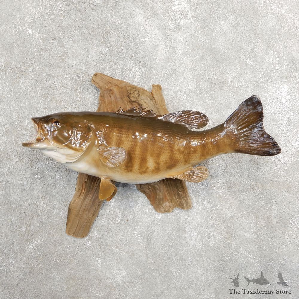 Smallmouth Bass Fish Mount For Sale #20906 @ The Taxidermy Store