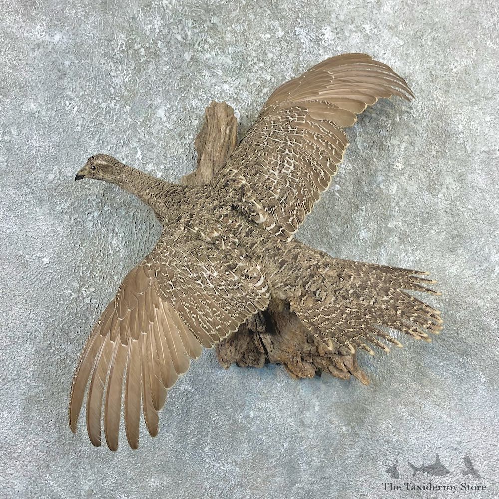 Greater Sage Grouse Bird Mount For Sale #26060 @ The Taxidermy Store
