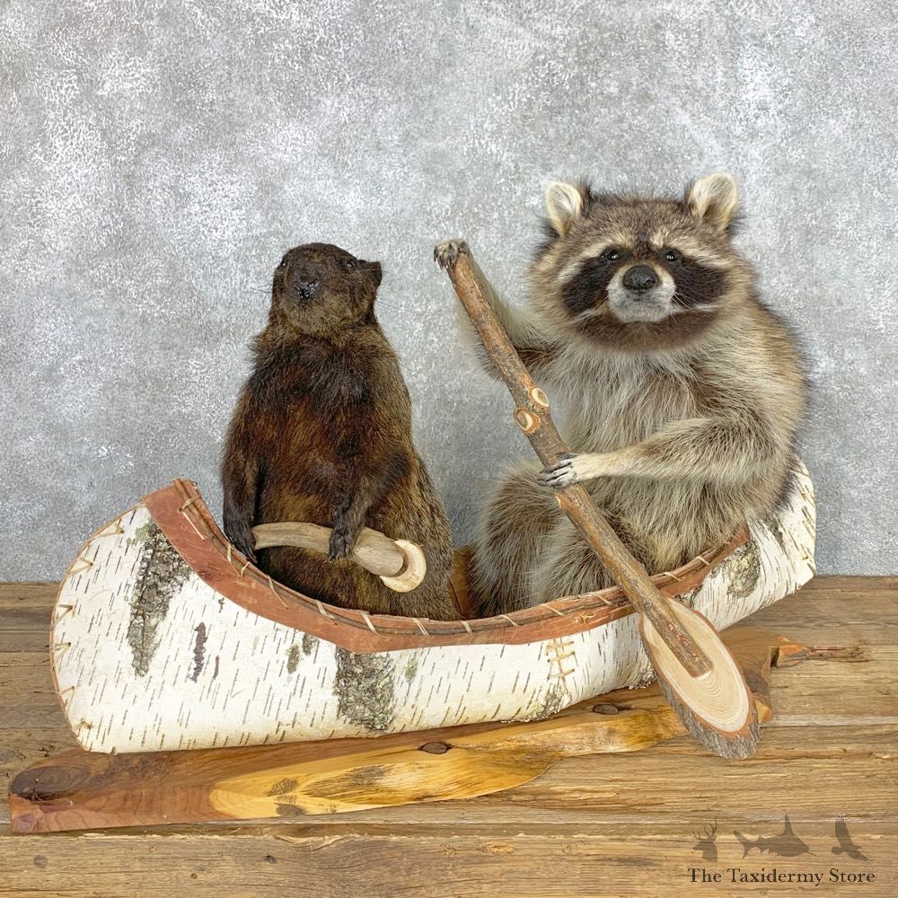 Canoeing Pals Novelty Mount For Sale #22478 @ The Taxidermy Store