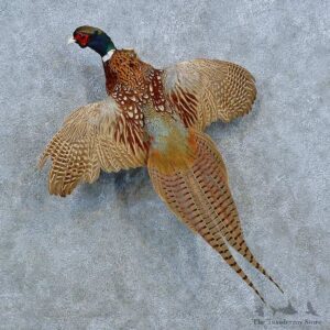 Ringneck Pheasant Bird Mount For Sale #15430 @ The Taxidermy Store