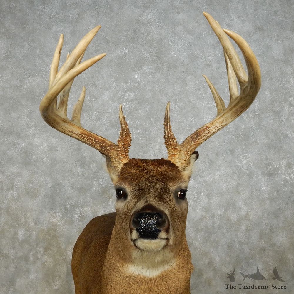 Whitetail Deer Life Size Mount For Sale #14062 @ The Taxidermy Store