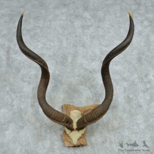 African Kudu Horns European Mount #13499 For Sale @ The Taxidermy Store