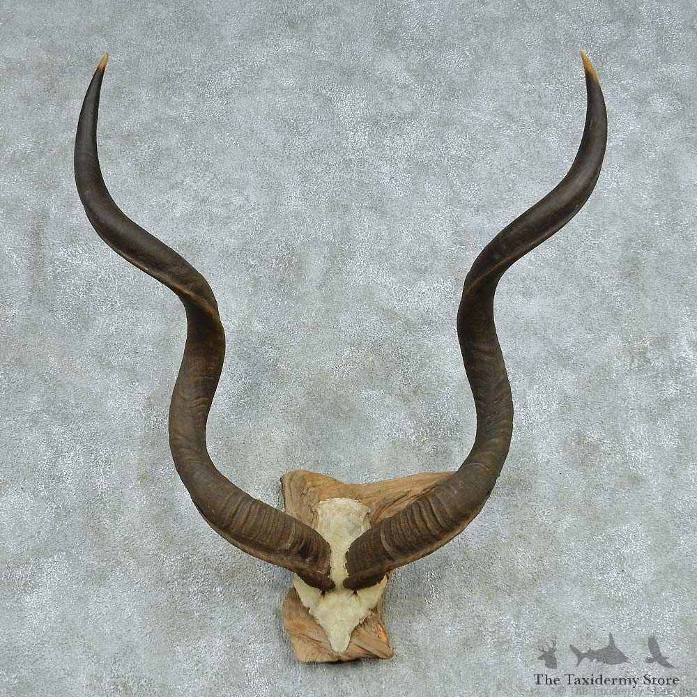 African Kudu Horns European Mount #13499 For Sale @ The Taxidermy Store