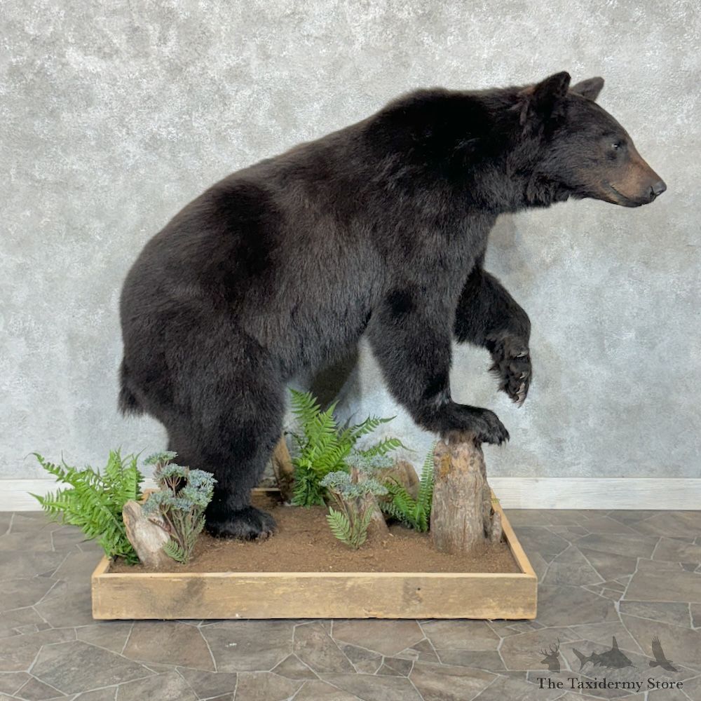 Black Bear Life-Size Mount For Sale #29647 @ The Taxidermy Store