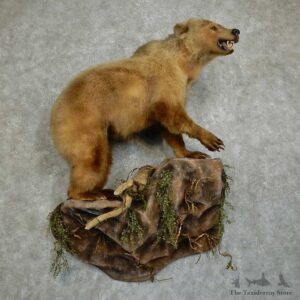 Kermode “Spirit” Bear Life-Size Mount For Sale #16042 @ The Taxidermy Store