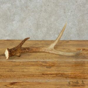 Whitetail Deer Antler Shed For Sale #16209 @ The Taxidermy Store