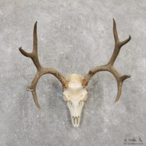 Mule Deer Skull European Mount For Sale #20029 @ The Taxidermy Store