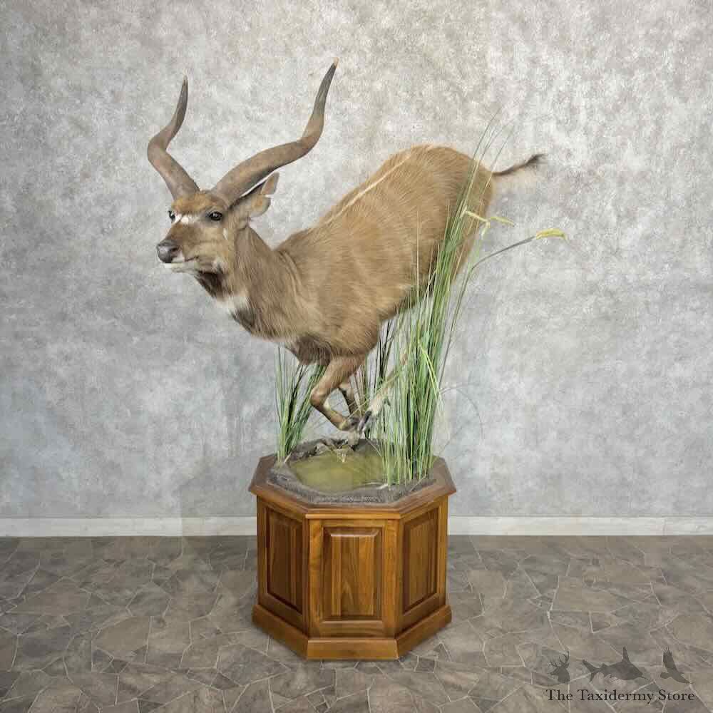 East African Sitatunga Life Size Mount For Sale #32227 @ The Taxidermy Store