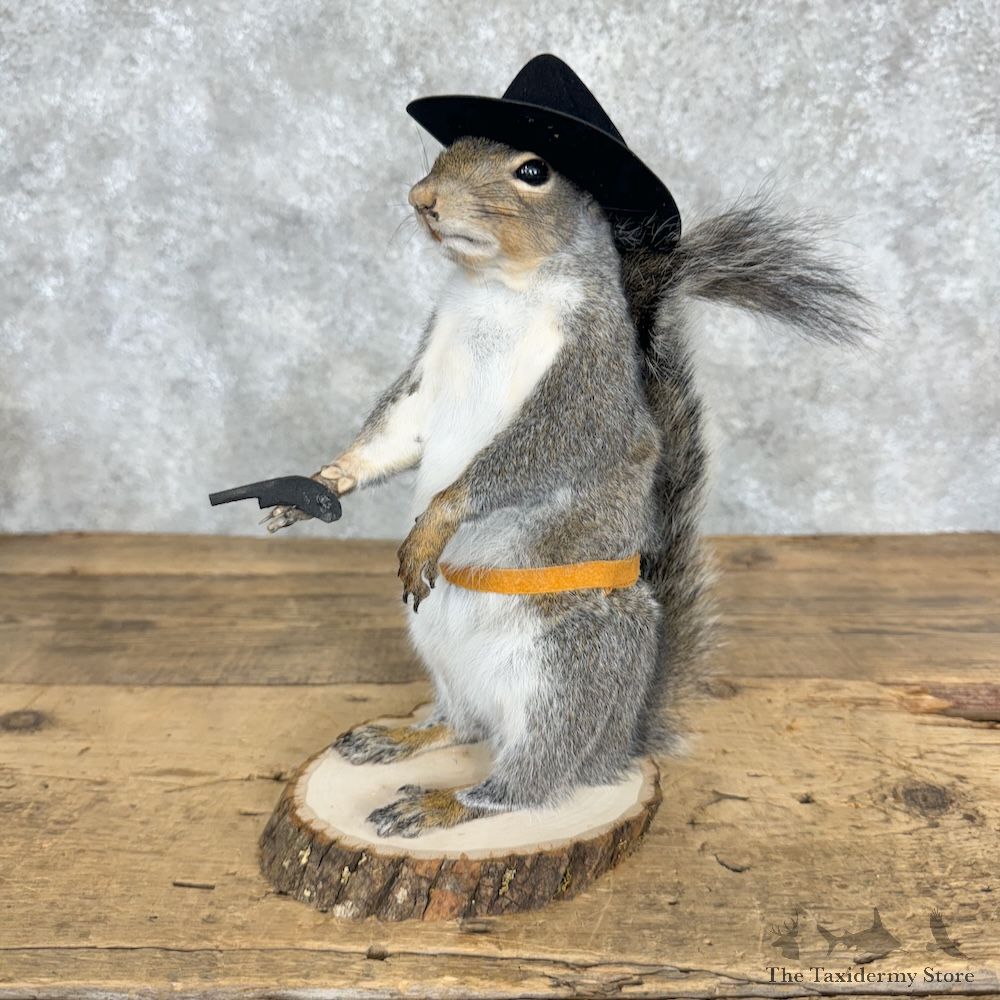 Cowboy Squirrel Novelty Mount For Sale #29477 @ The Taxidermy Store