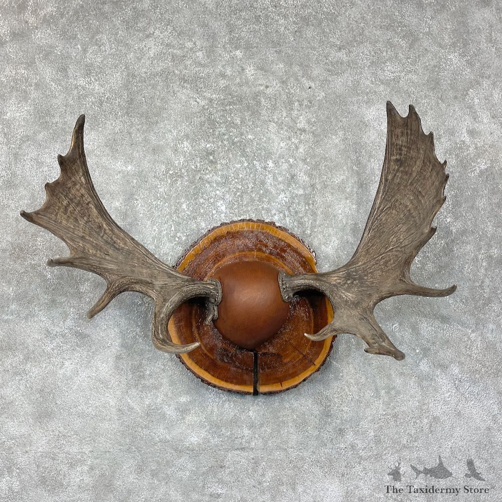 Maine Moose Antler Plaque For Sale #25486 @ The Taxidermy Store