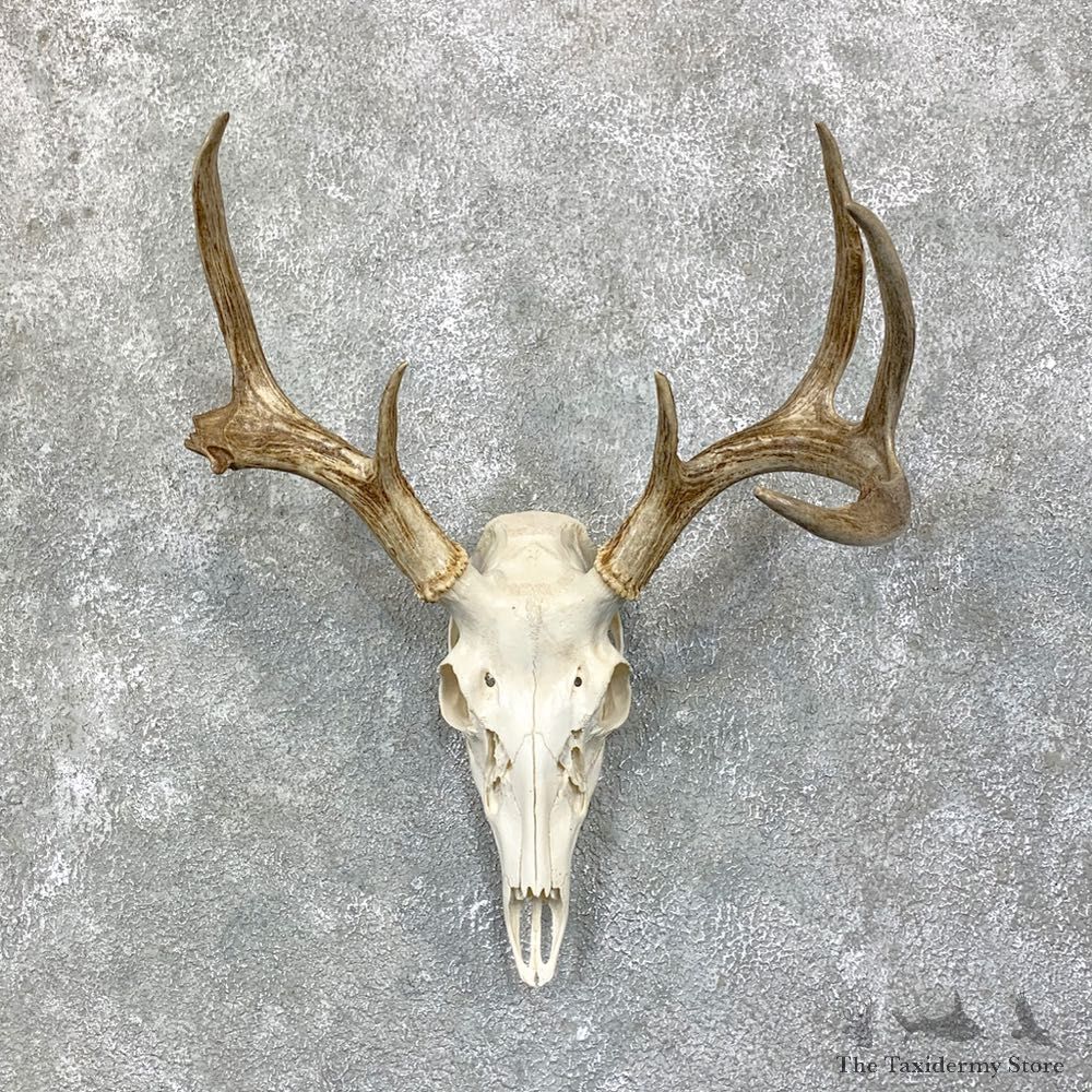Whitetail Deer Skull European Mount For Sale #22861 @ The Taxidermy Store