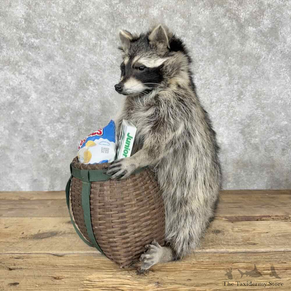 Raccoon Novelty Mount For Sale #30689 @ The Taxidermy Store