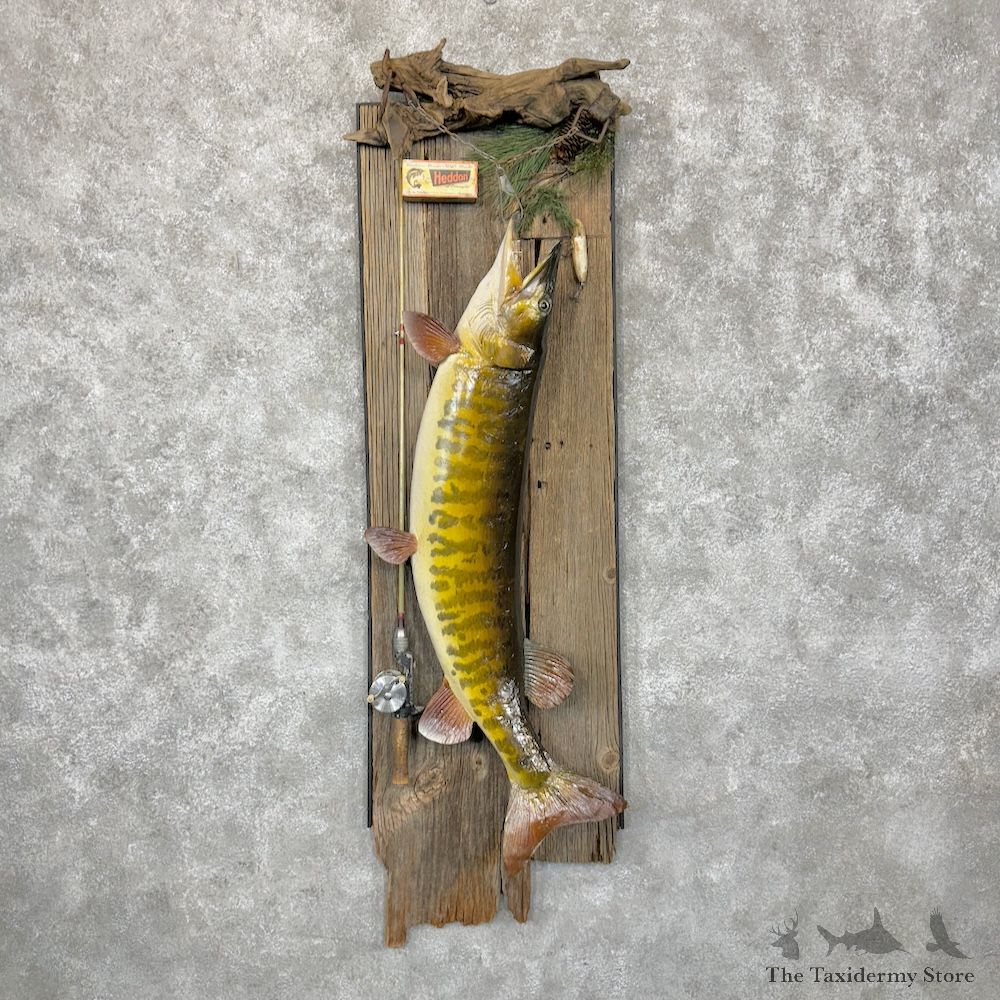 Muskellunge Fishing Display For Sale #29343 @ The Taxidermy Store