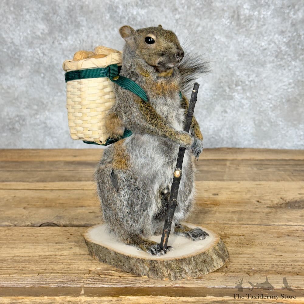 Hiking Squirrel Novelty Mount For Sale #28926 @ The Taxidermy Store