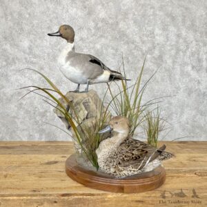 Pintail Duck Pair Mount For Sale #30051 @ The Taxidermy Store