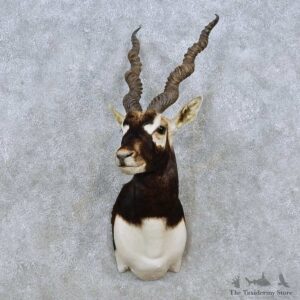 India Blackbuck Shoulder Mount For Sale #14525 @ The Taxidermy Store