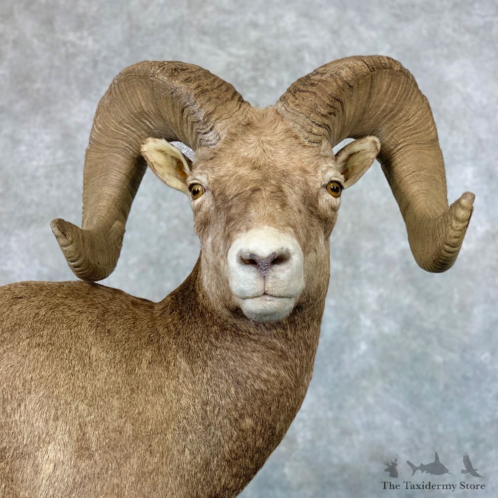 Wyoming Bighorn Sheep Life-Size Taxidermy Mount #23656 For Sale - The Taxidermy Store