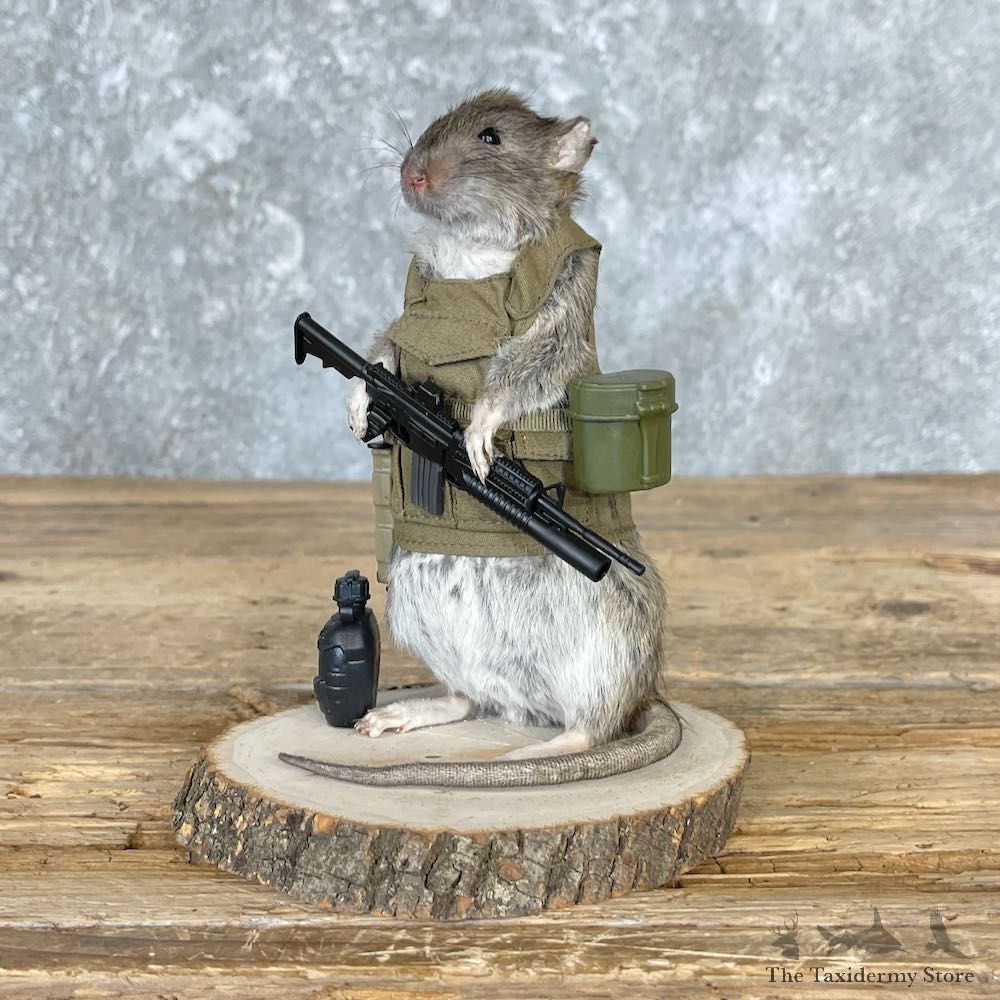 Patriot Rat Novelty Mount For Sale #26548 @ The Taxidermy Store