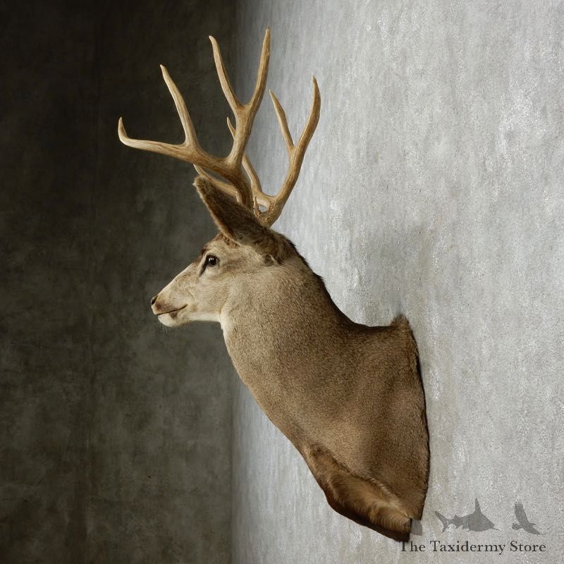 Mule Deer Shoulder Mount For Sale #17351 @ The Taxidermy Store