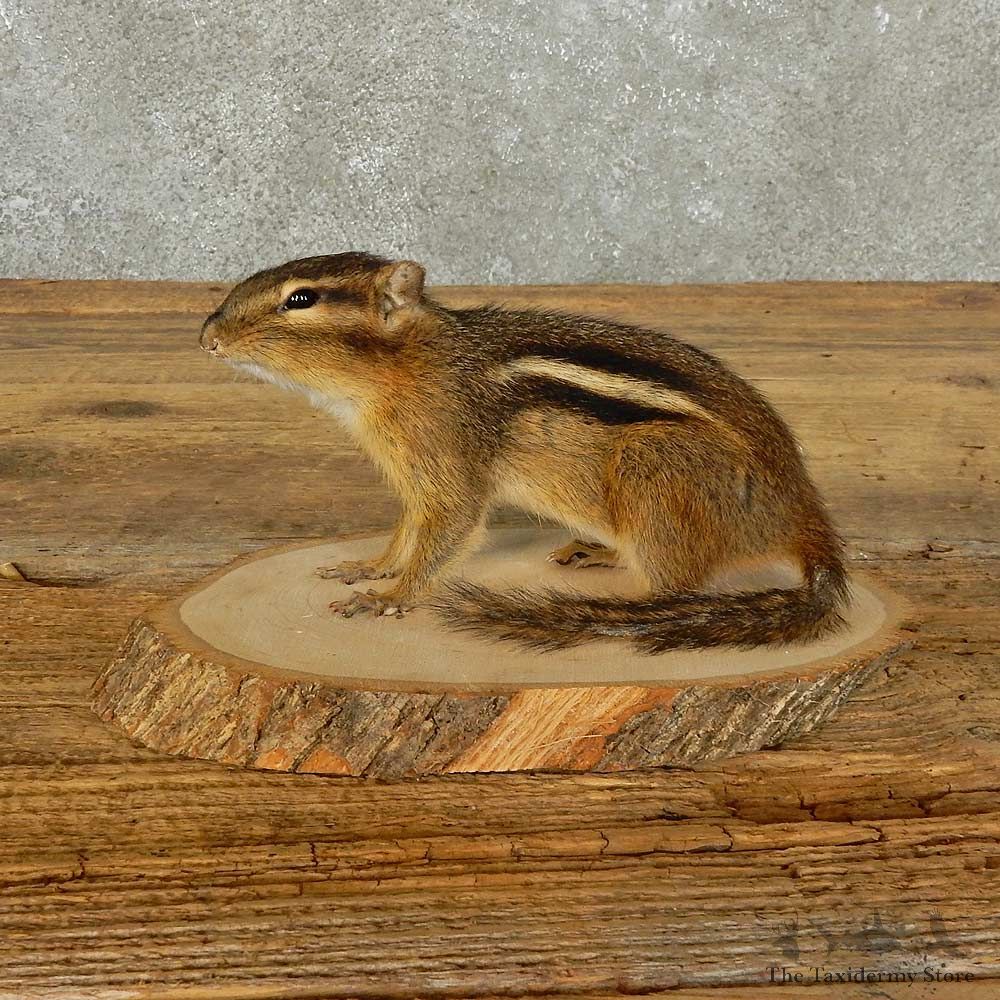Chipmunk Life-Size Mount For Sale #15969 @ The Taxidermy Store