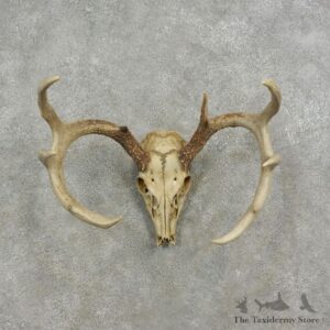 Whitetail Deer Skull European Mount For Sale #17075 @ The Taxidermy Store