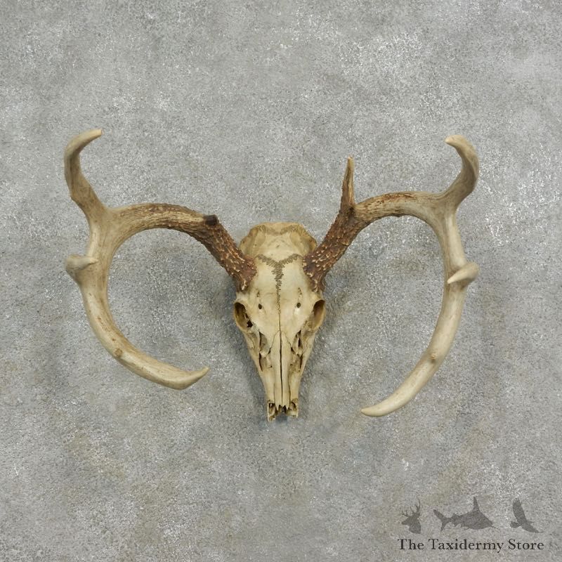 Whitetail Deer Skull European Mount For Sale #17075 @ The Taxidermy Store