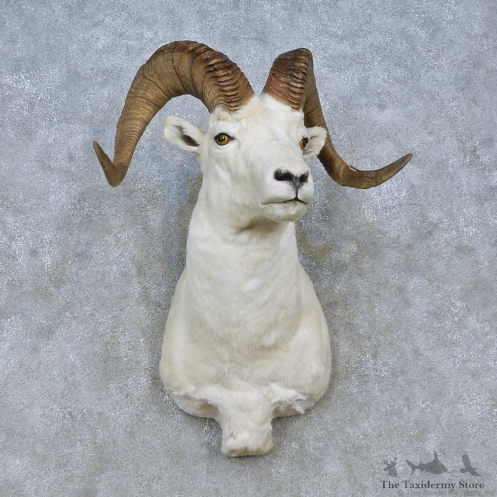 Dall Sheep Shoulder Mount For Sale #15076 @ The Taxidermy Store