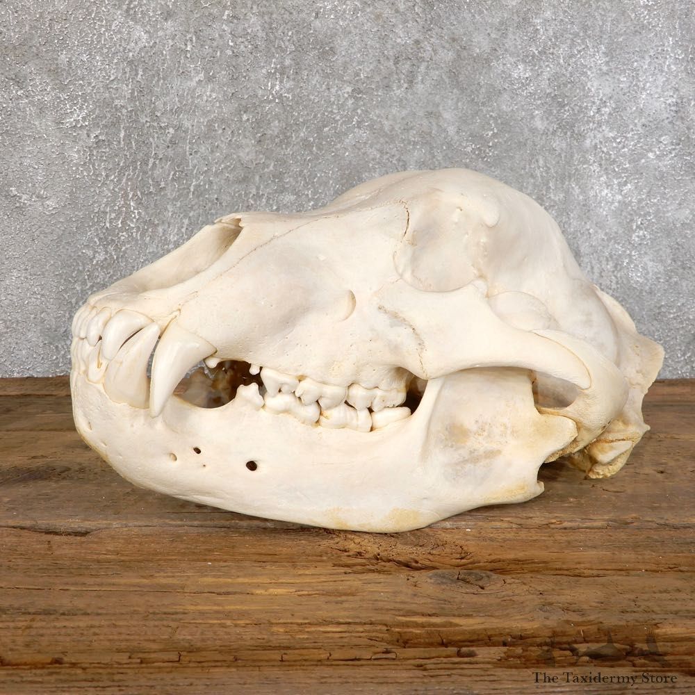 Inland Grizzly Bear Skull Mount For Sale #18551@ The Taxidermy Store