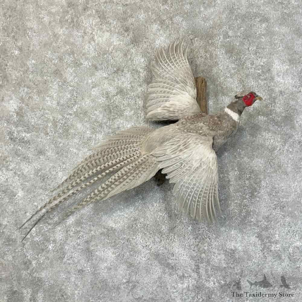 Abyssinian Pheasant Bird Mount For Sale #31253 @ The Taxidermy Store