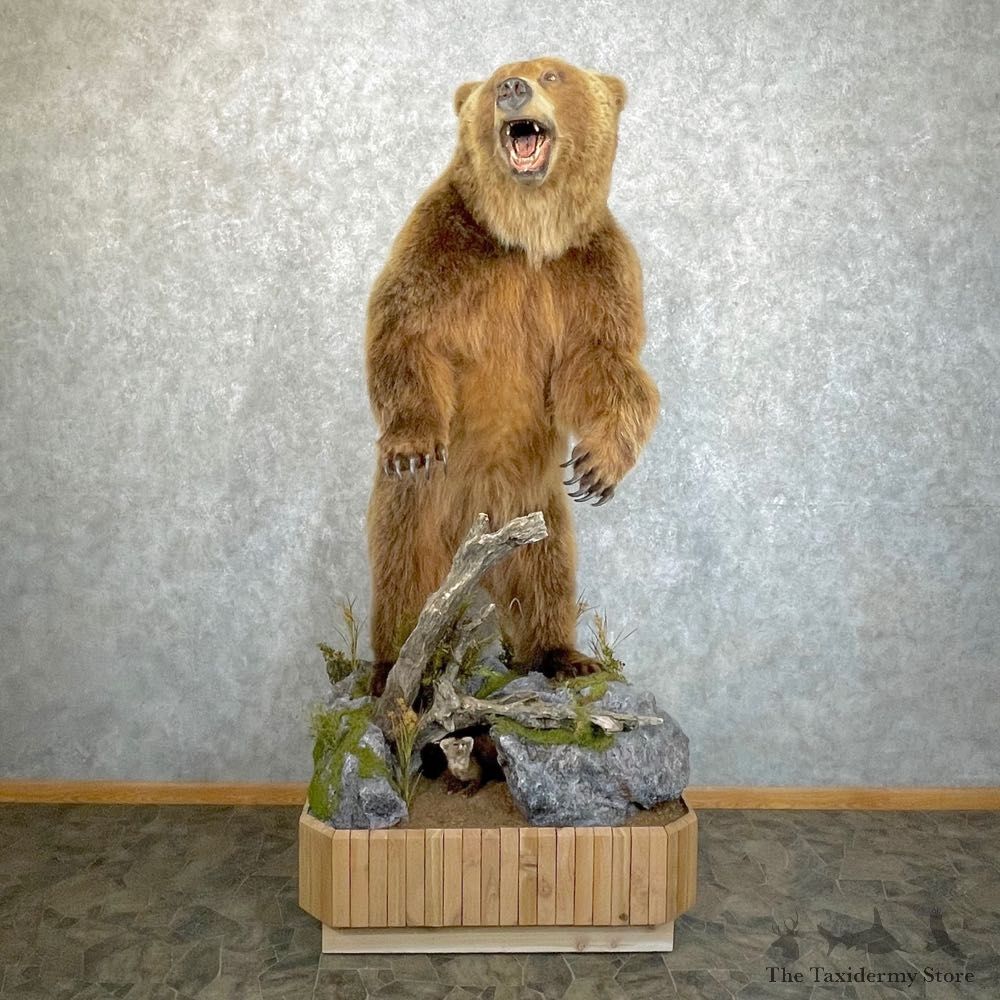 Grizzly Bear Life-Size Mount For Sale #24264 @ The Taxidermy Store
