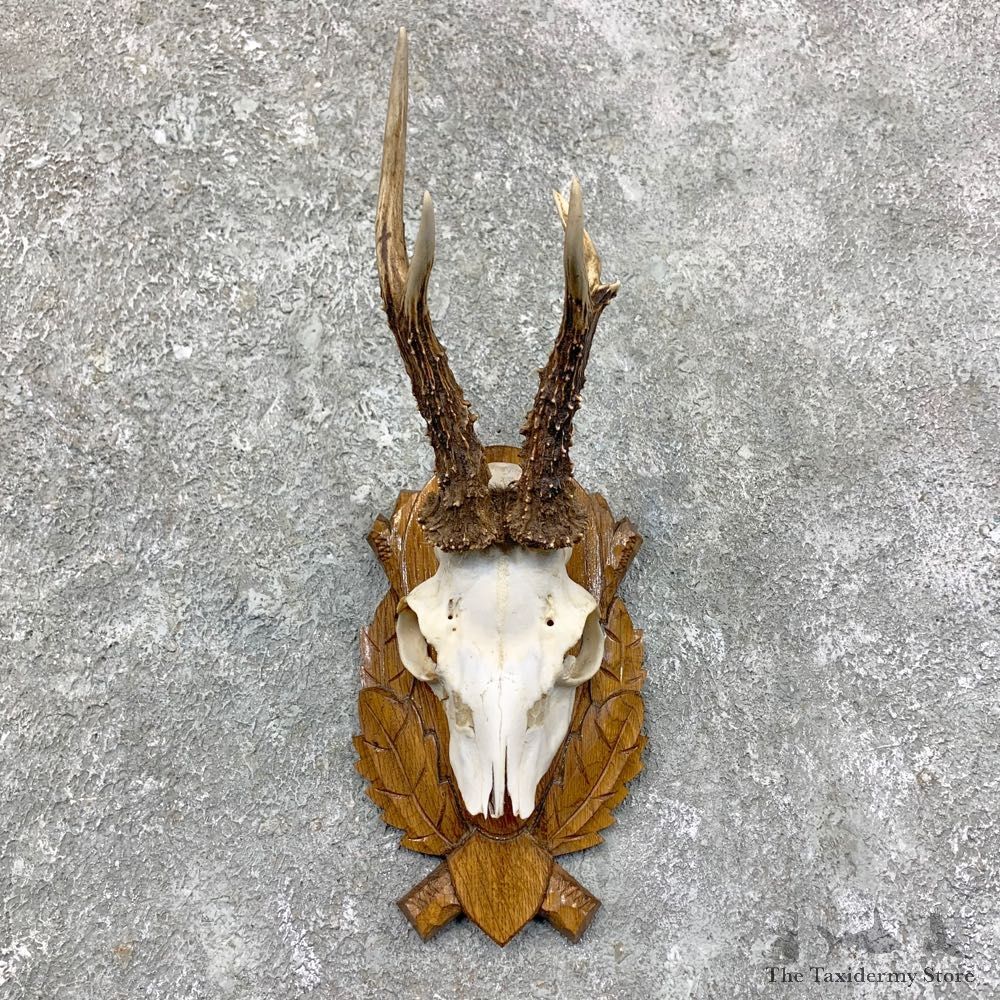 Roe Deer Plaque Mount For Sale #23594 @ The Taxidermy Store