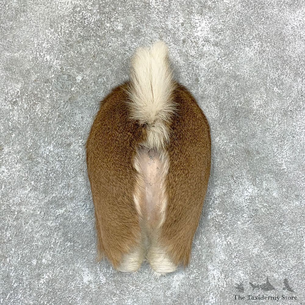 Whitetail Deer Rump Mount For Sale #22888 @ The Taxidermy Store