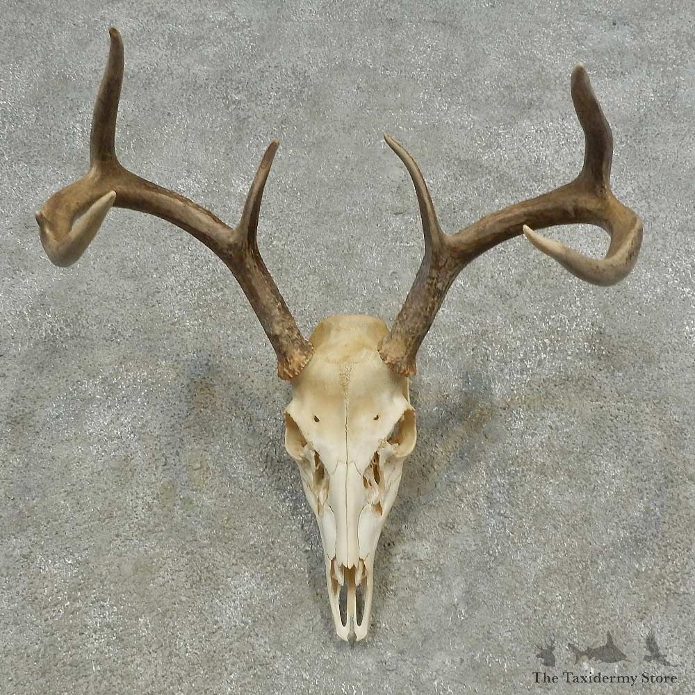 Whitetail Deer Skull European Mount For Sale #16614 @ The Taxidermy Store