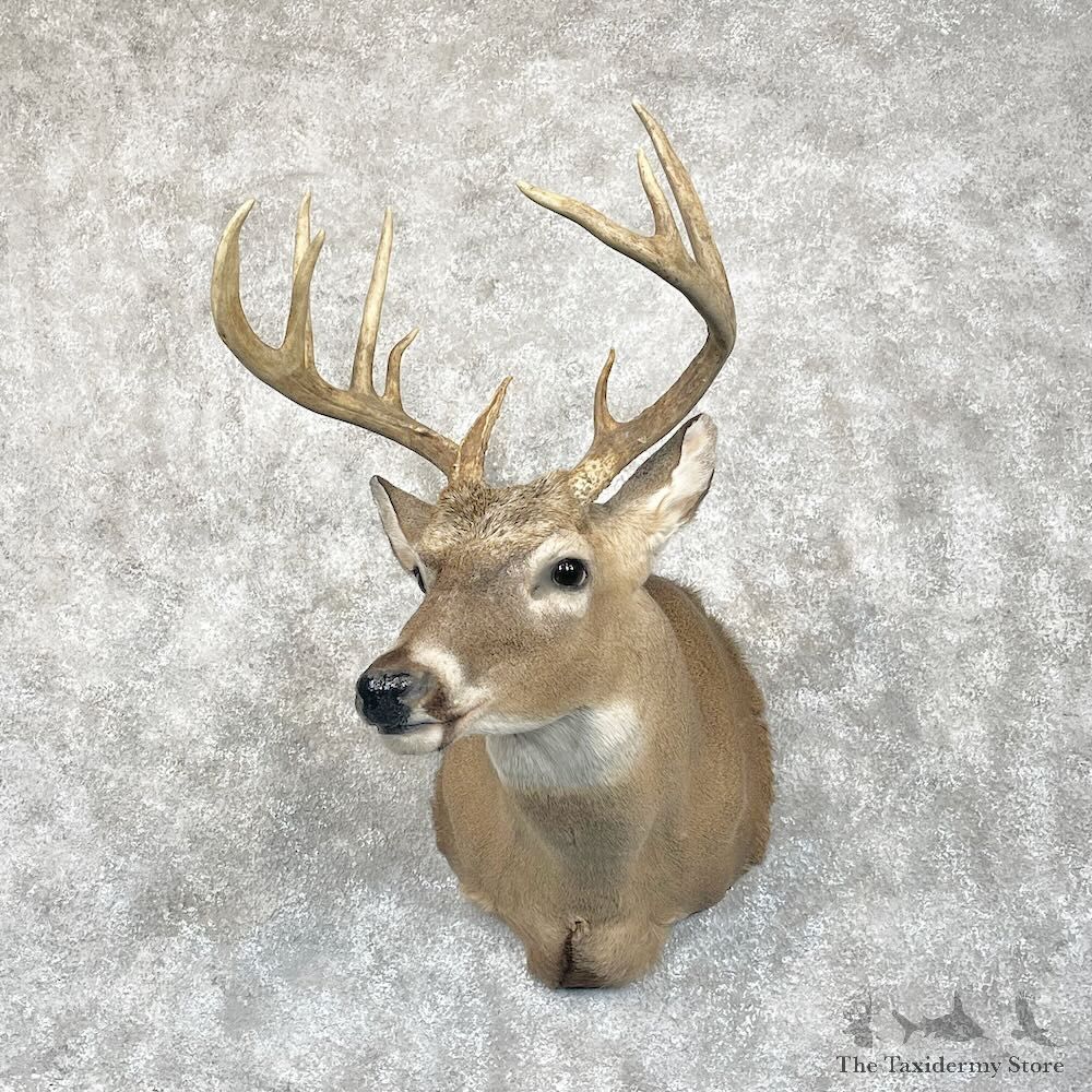Whitetail Deer Shoulder Mount For Sale #28076 - The Taxidermy Store