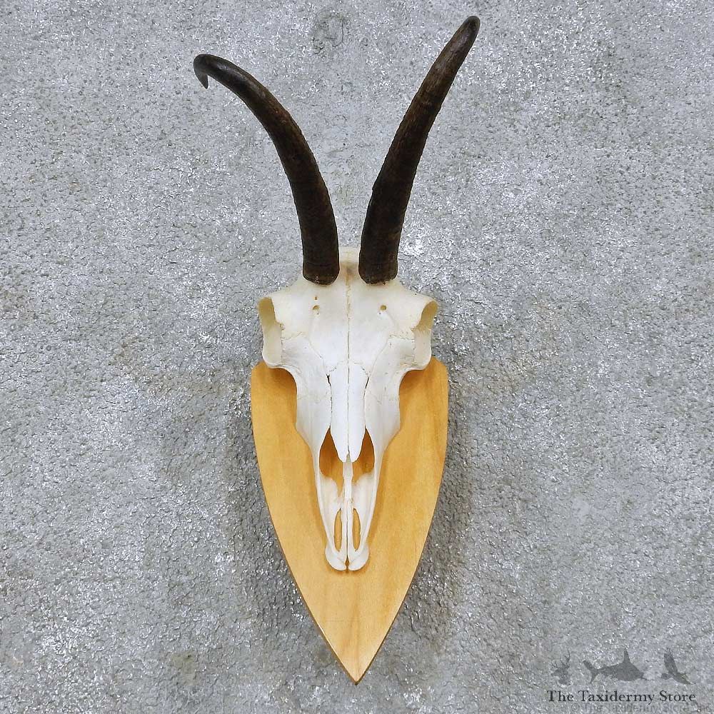 Chamois Skull & Horns European Mount For Sale #14546 @ The Taxidermy Store