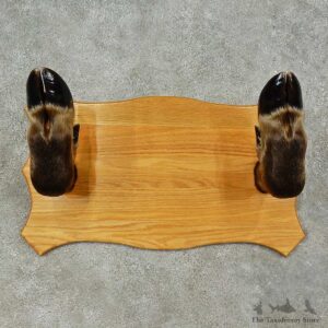 Moose Leg Gun Rack For Sale #16258 @ The Taxidermy Store