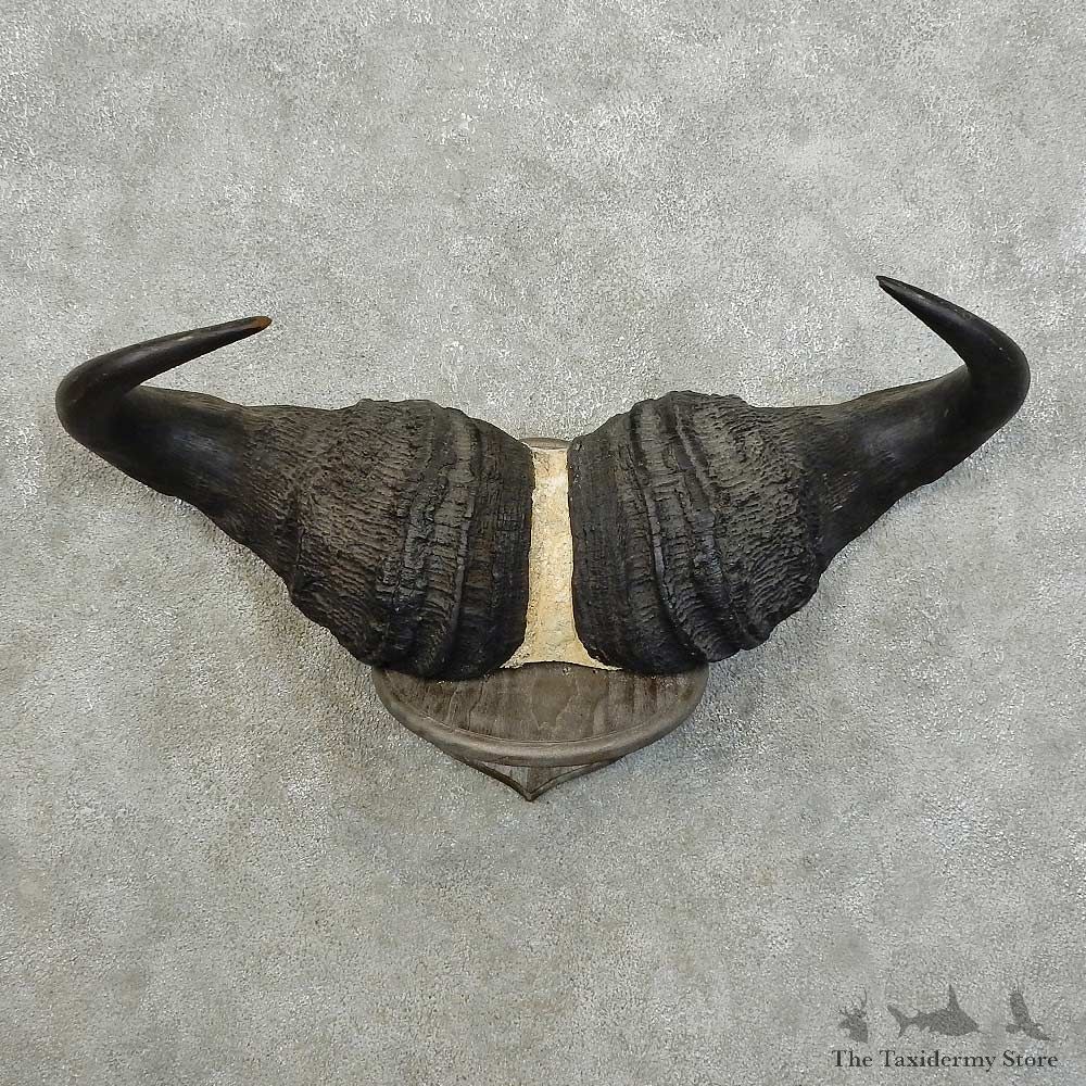 Cape Buffalo Horn Mount For Sale #16021 @ The Taxidermy Store