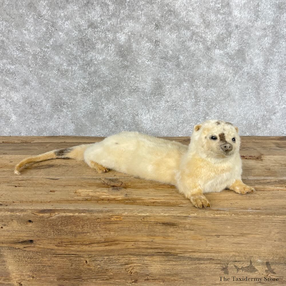 White Leucistic River Otter Life-Size Mount For Sale #28392 @ The Taxidermy Store