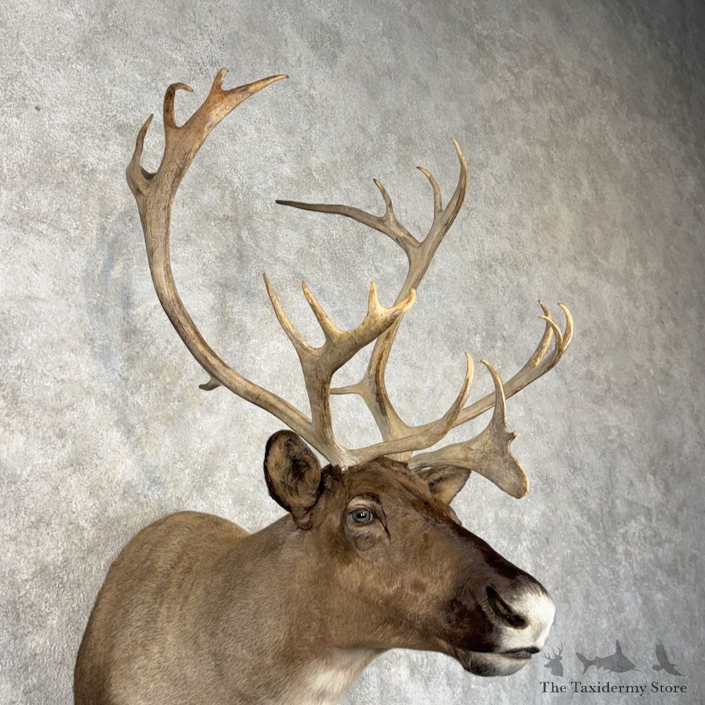 Barren Ground Caribou Shoulder Mount For Sale #29959 @ The Taxidermy Store
